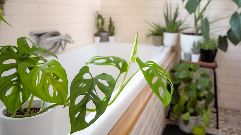 Swiss cheese plant in bathroom