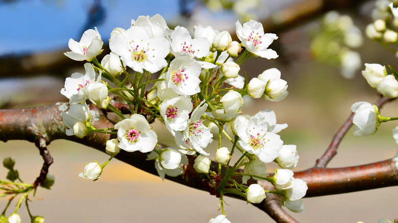 Pear tree blossoms close up