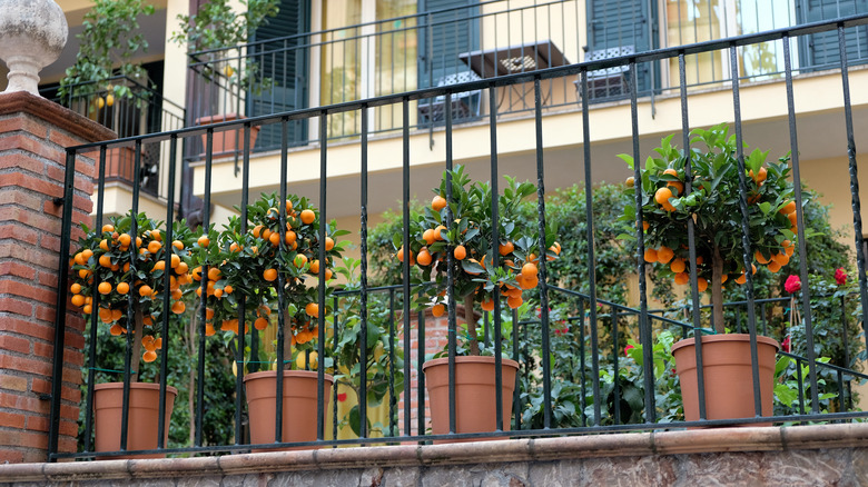 Potted fruit trees on balcony