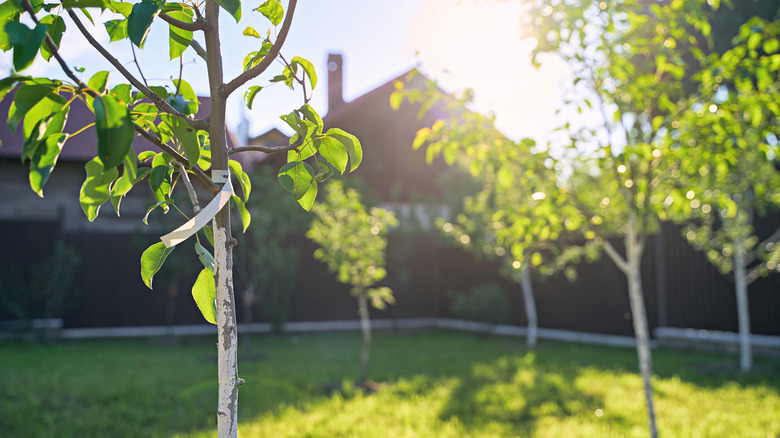 Young pear trees in yard