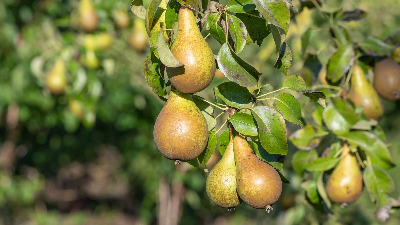 Pear Tree Complete Guide: Caring, Growing, Types, & Uses