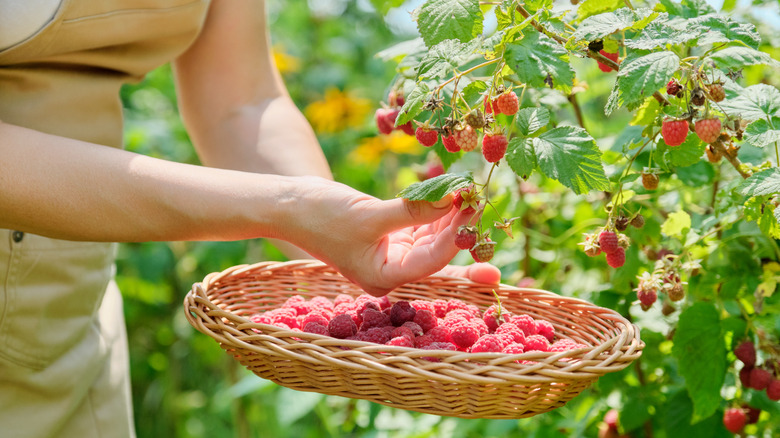 A woman harvests raspberries