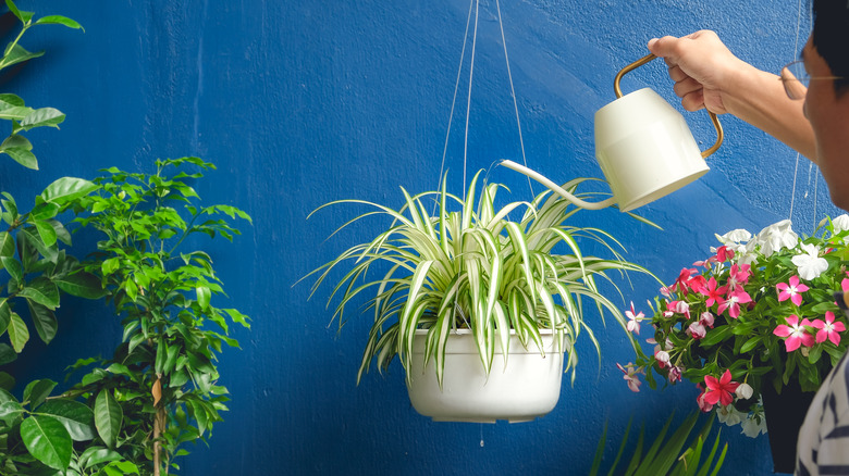 Person watering spider plant