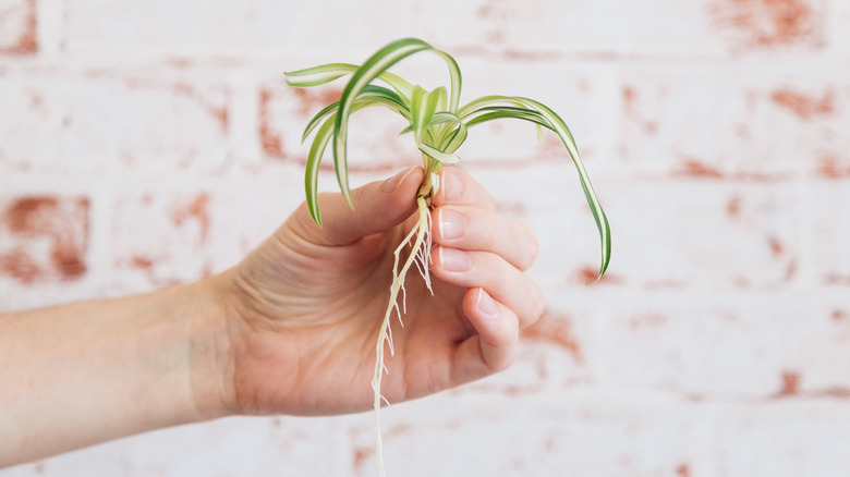 Spider plant cutting