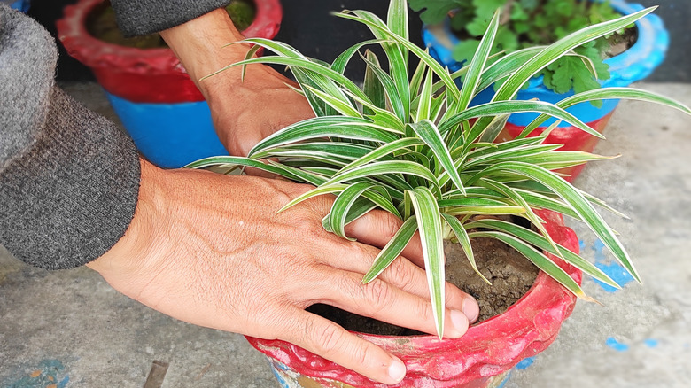 Person planting spider plant