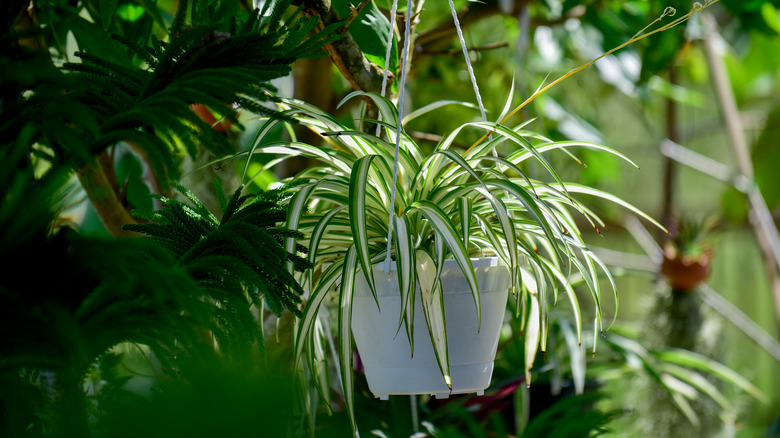 Hanging spider plant white pot