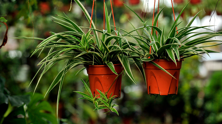 Two hanging spider plants outdoors