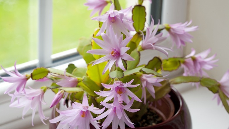 pink spring cactus on windowsill