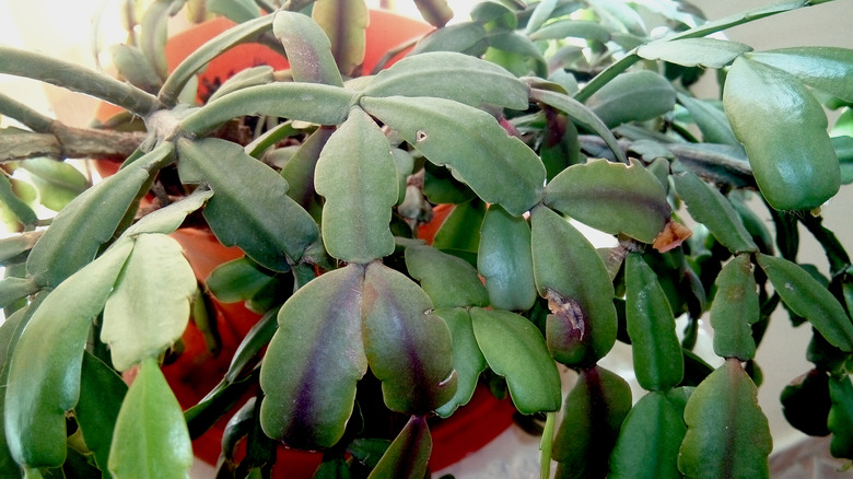 spring cactus leaves