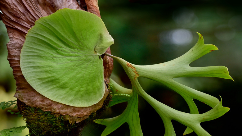 Staghorn close-up