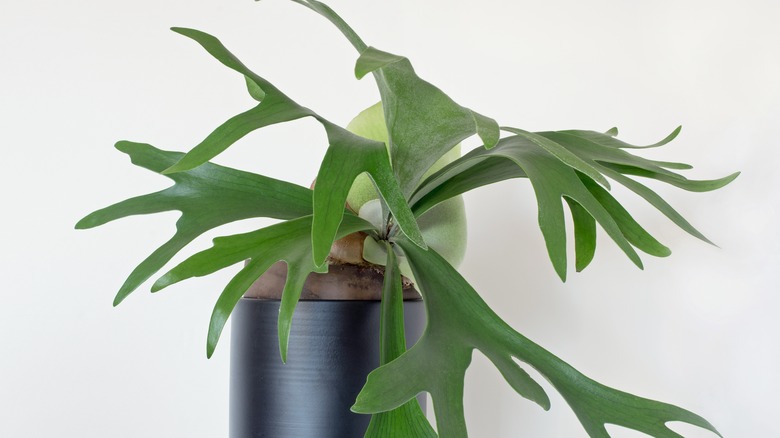 Potted staghorn fern