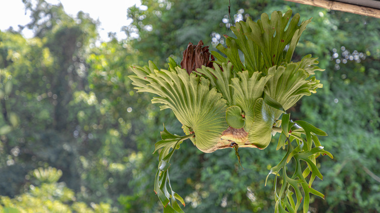 Staghorn hanging in garden