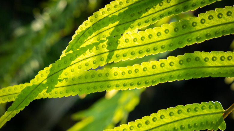 Fern showing spores