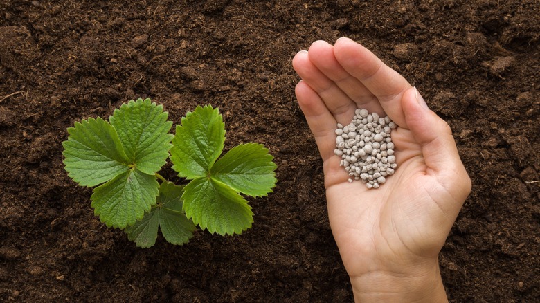 Strawberry plant and seeds