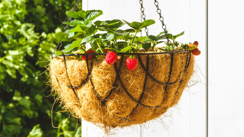 Hanging strawberry plant pot