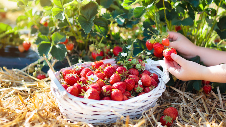 Strawberries in sunshine