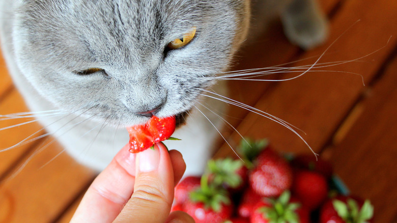 Cat eating a strawberry