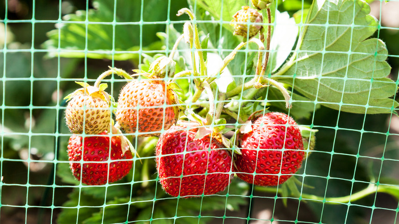 Mesh screen protecting strawberries