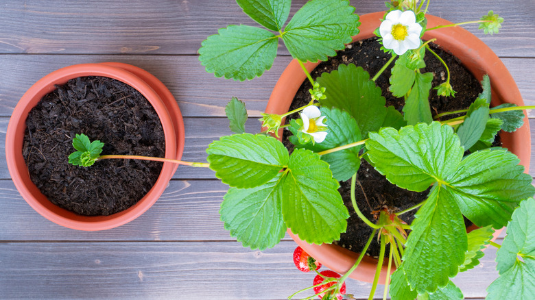 Propagating strawberry plant runner