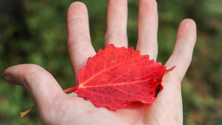 Holding a red aspen leaf