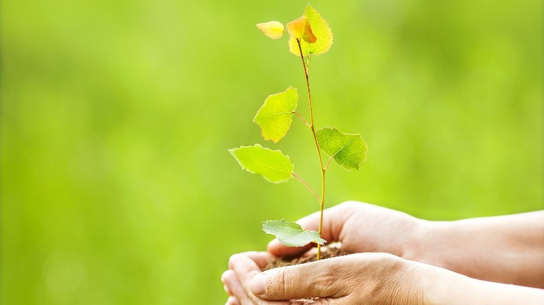 Holding an aspen sapling