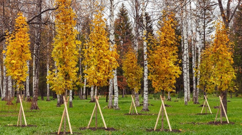 grove of young aspens