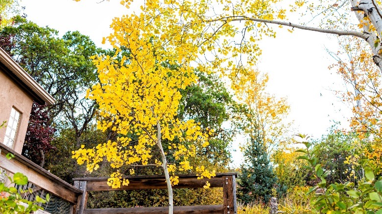 Country home with aspen trees