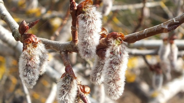 Aspen seed pods