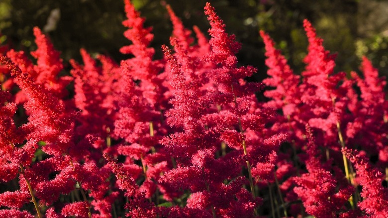 close up red astilbe