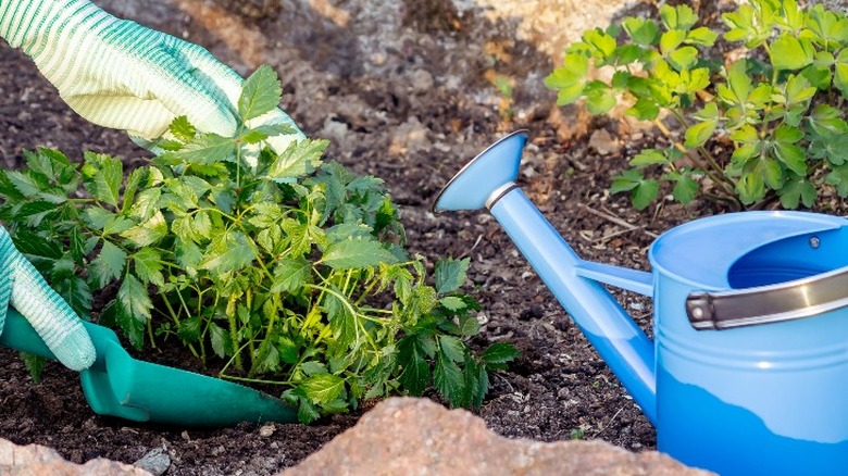 gloved hands planting astilbe in soil