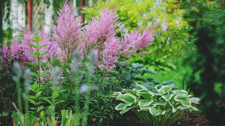 astilbe in garden with hosta