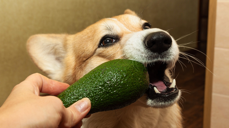 Dog chewing on avocado skin