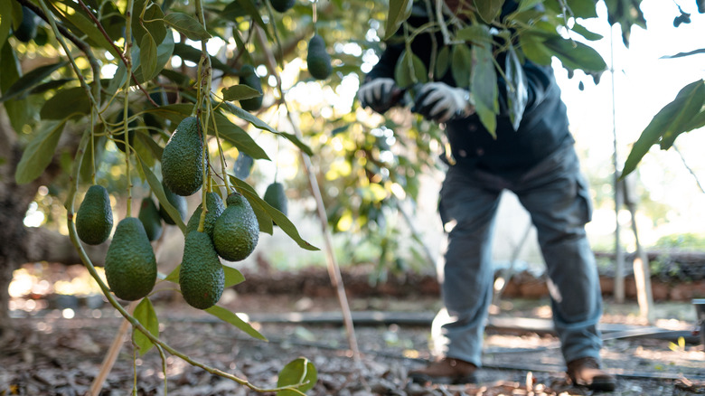Farmer pruning avocado tree