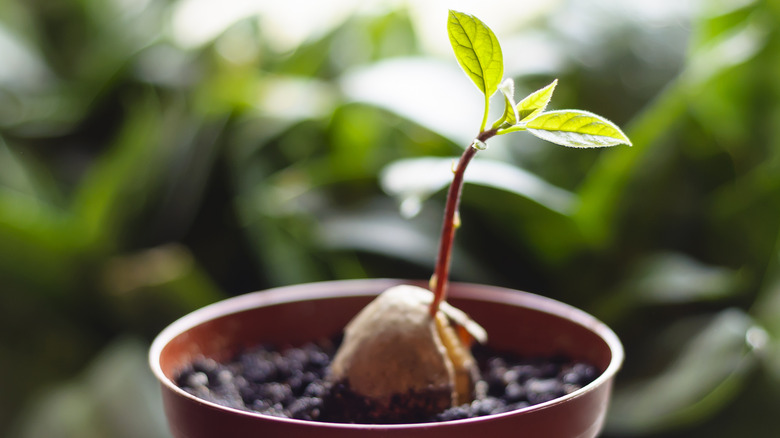 Potted avocado tree