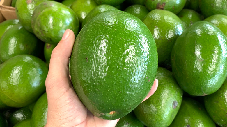 South Florida avocado