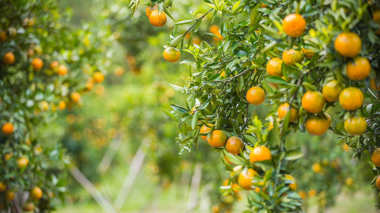 Oranges on tree