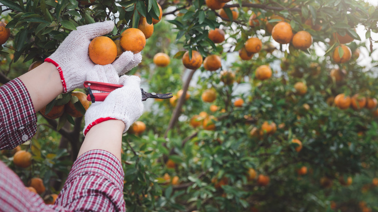 Oranges being cut from tree