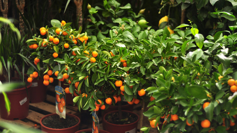 Orange trees in pots