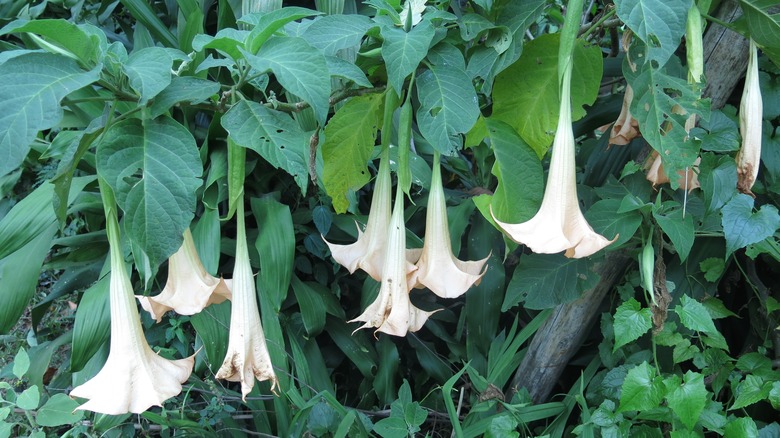 White angel's trumpet flowers