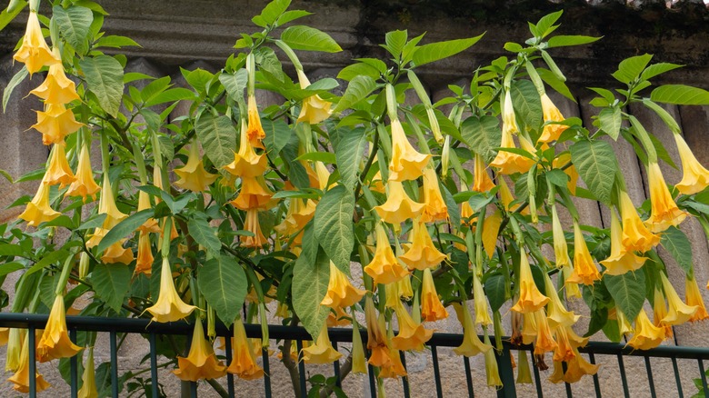 Yellow angel's trumpet flowers