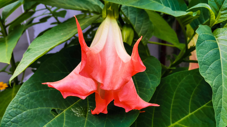 Pink angel's trumpet flower