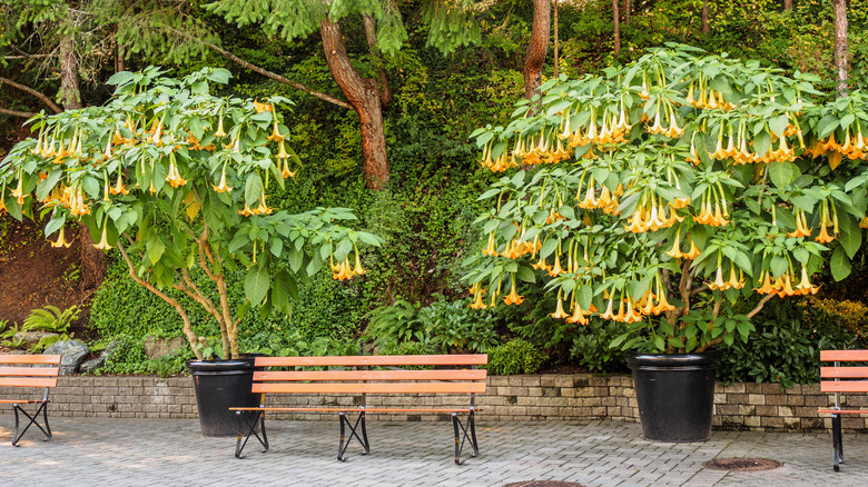 Two potted angel's trumpet flowers