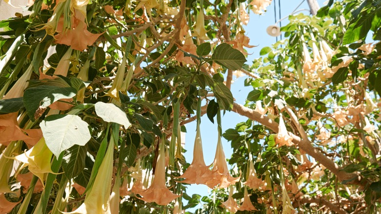 Pink angel's trumpet flowers