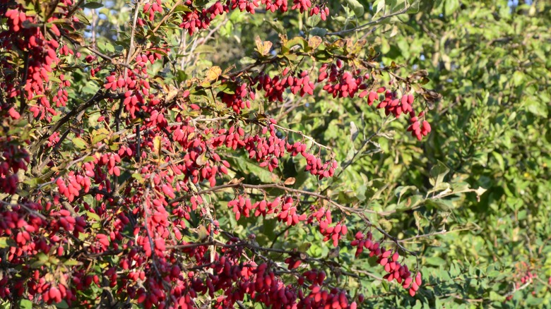 Barberry shrub branch