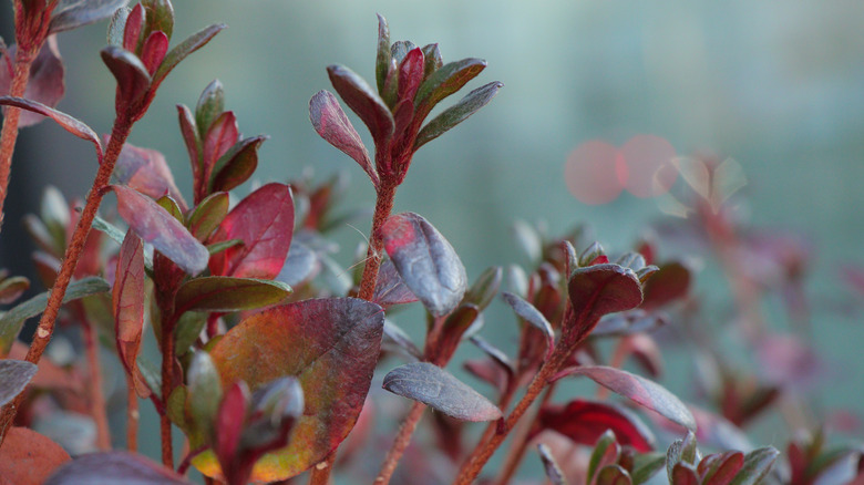 Japanese barberry leaves