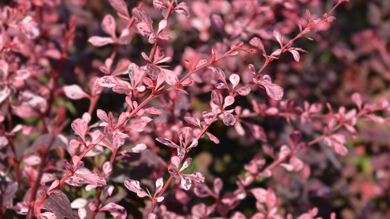 Pink barberry bush leaves