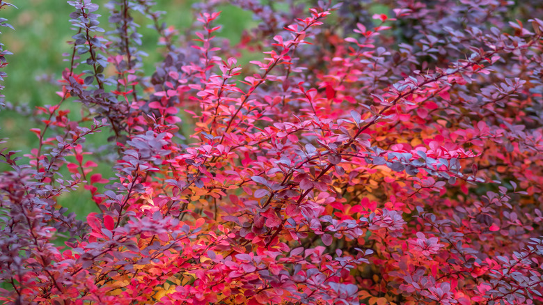 Dark red barberry bush