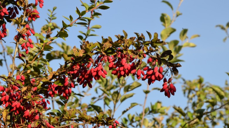 Barberry shrub branch