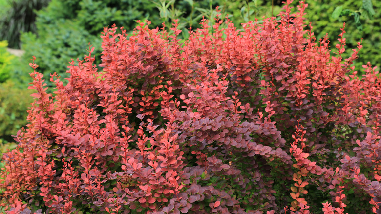 Large barberry bush