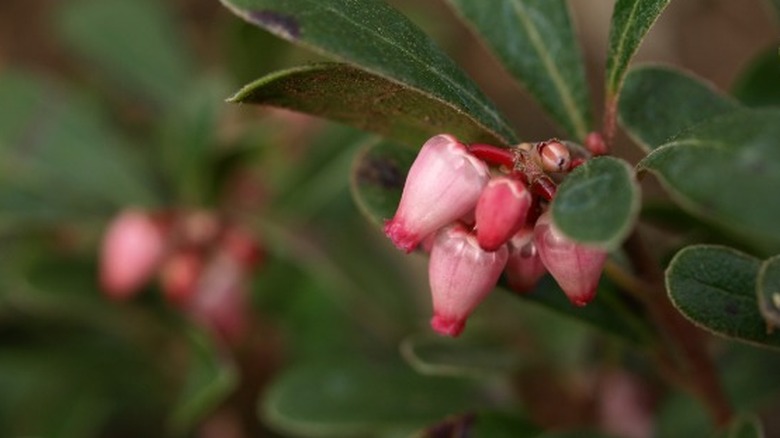 Broad leaves of bearberry